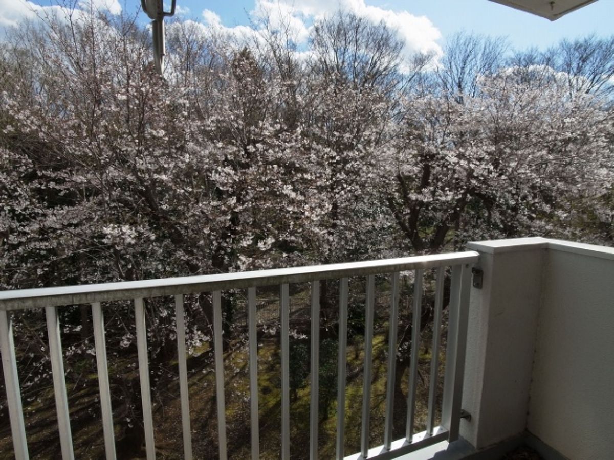 花見川団地、桜